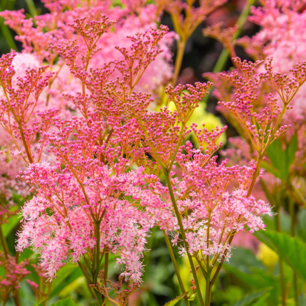 Queen of The Prairie Flower Seeds