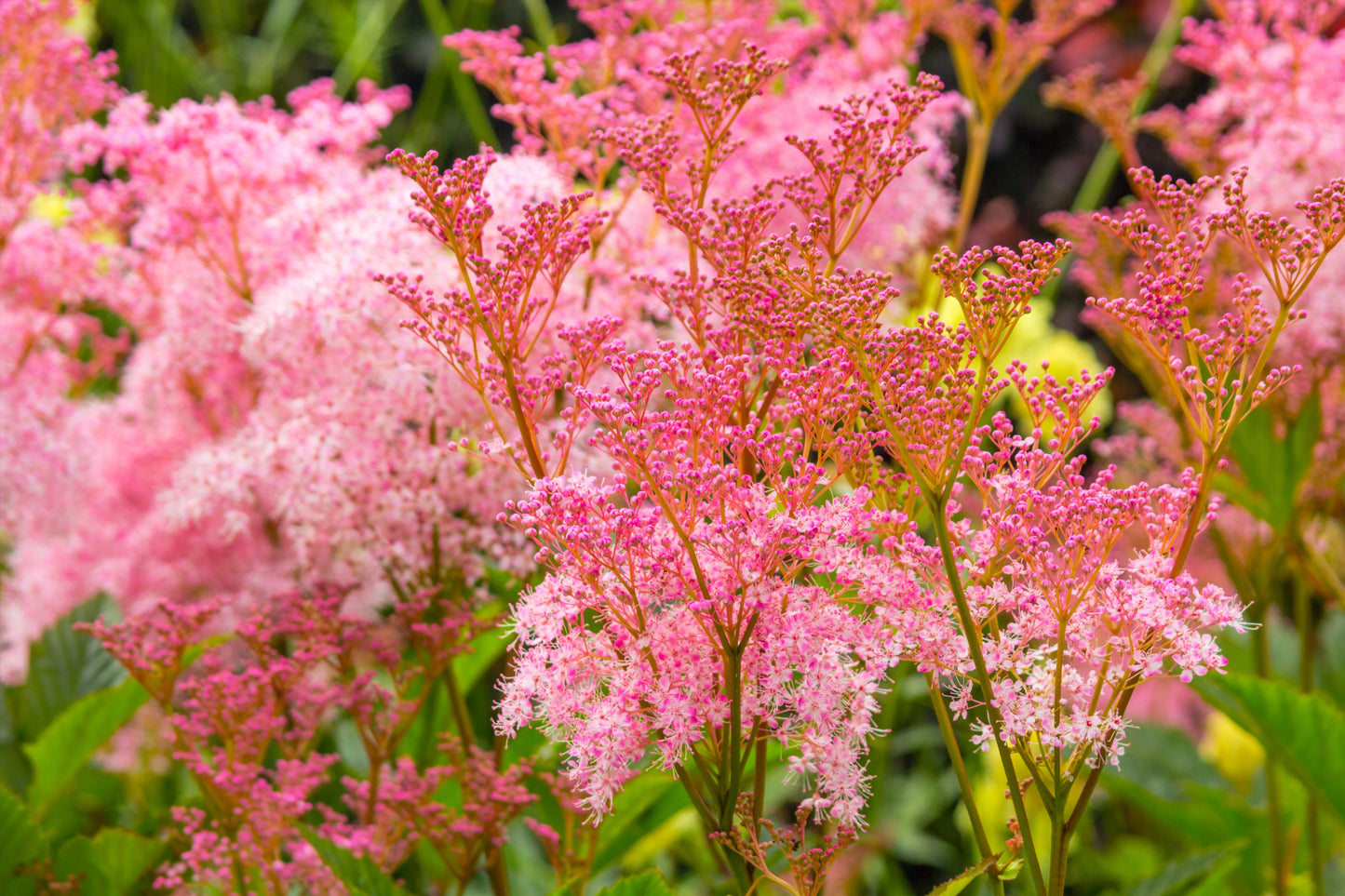 Queen of The Prairie Flower Seeds