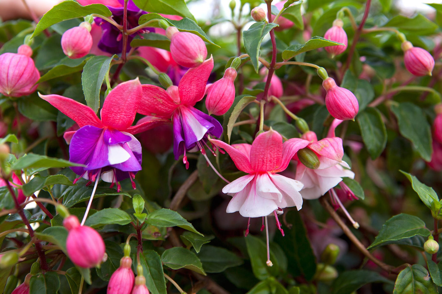 Mixed Fuchsia Flower Seeds