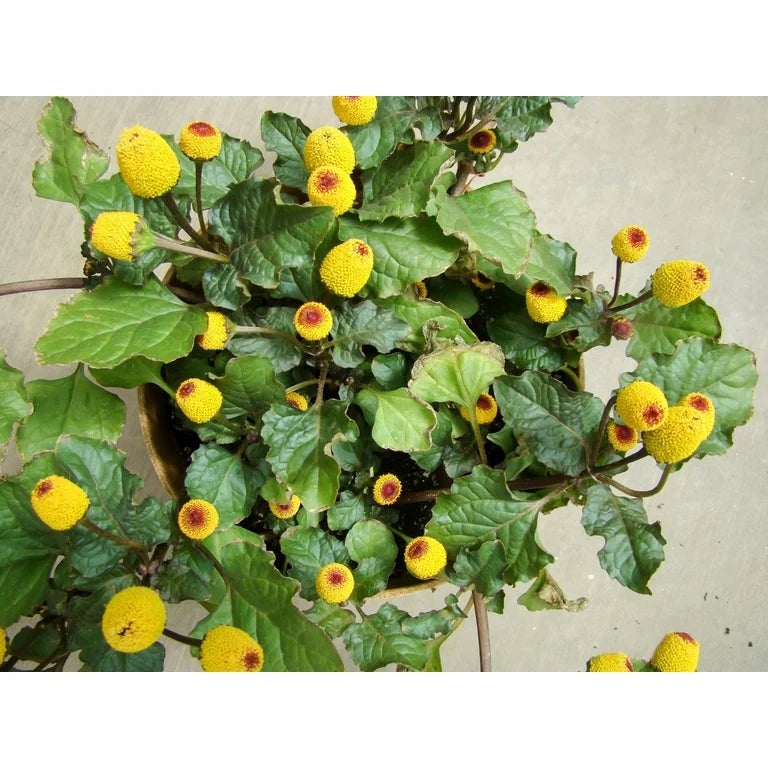 Toothache Herb Seeds