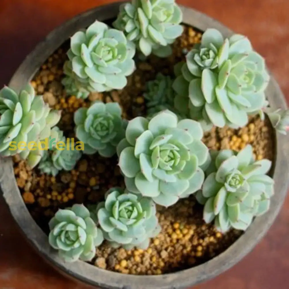 Blue Echeveria Derenbergii Seeds for Planting