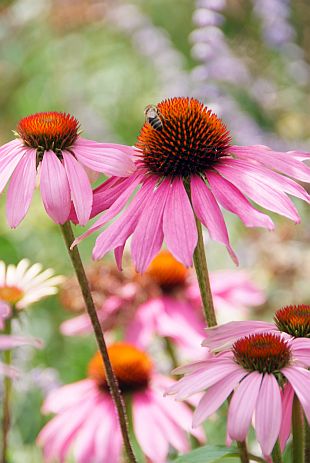 Pink Baby Coneflower (Echinacea pallida) Flower Seeds