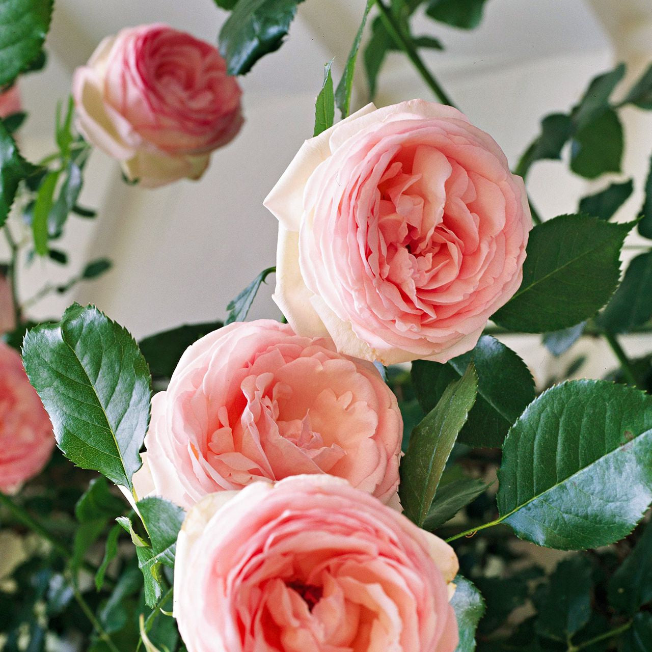Semillas de flores de rosa trepadora rosa