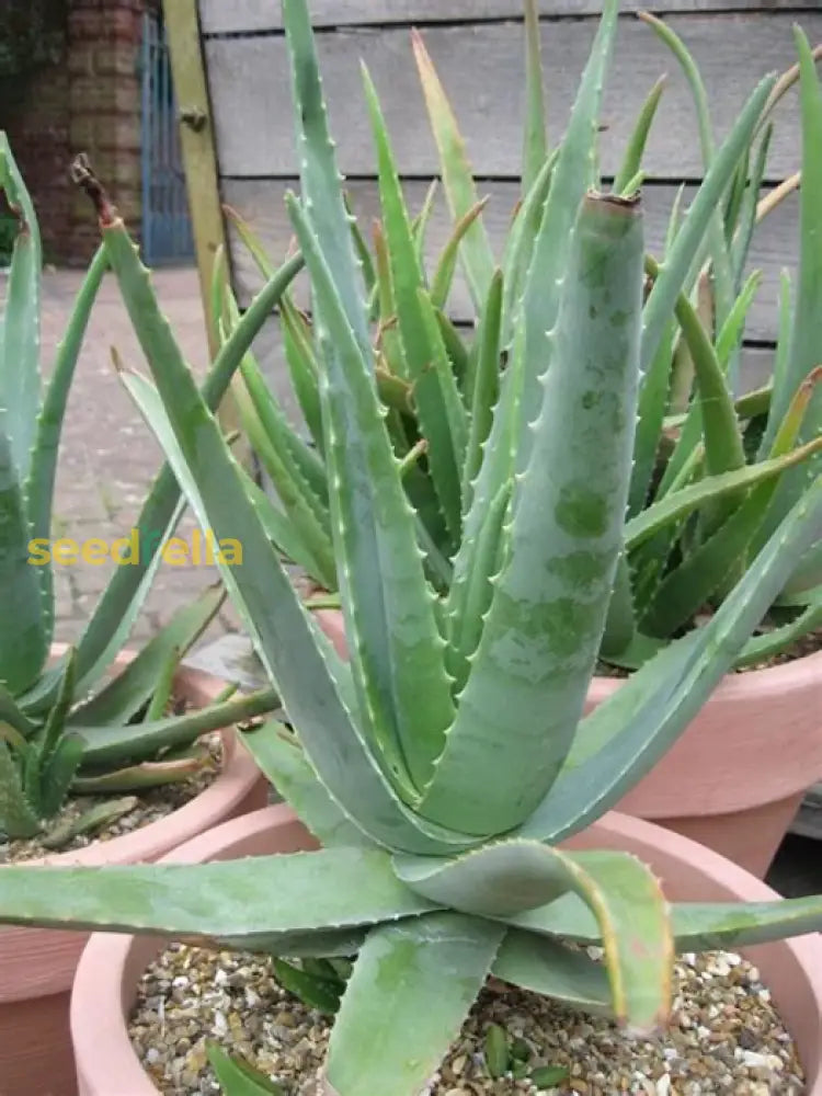 Edible Aloe Vera Plant Seeds for Easy Planting Grow Fresh Aloe at Home