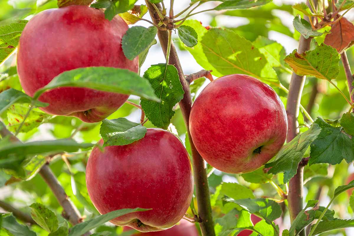 Paradise Apple (Malus pumila) – Red Delicious, Common Apple Tree Seeds