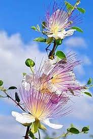 Caper Bush (Capparis spinosa) Edible Capers Flinders Rose Flower Shrub Seeds