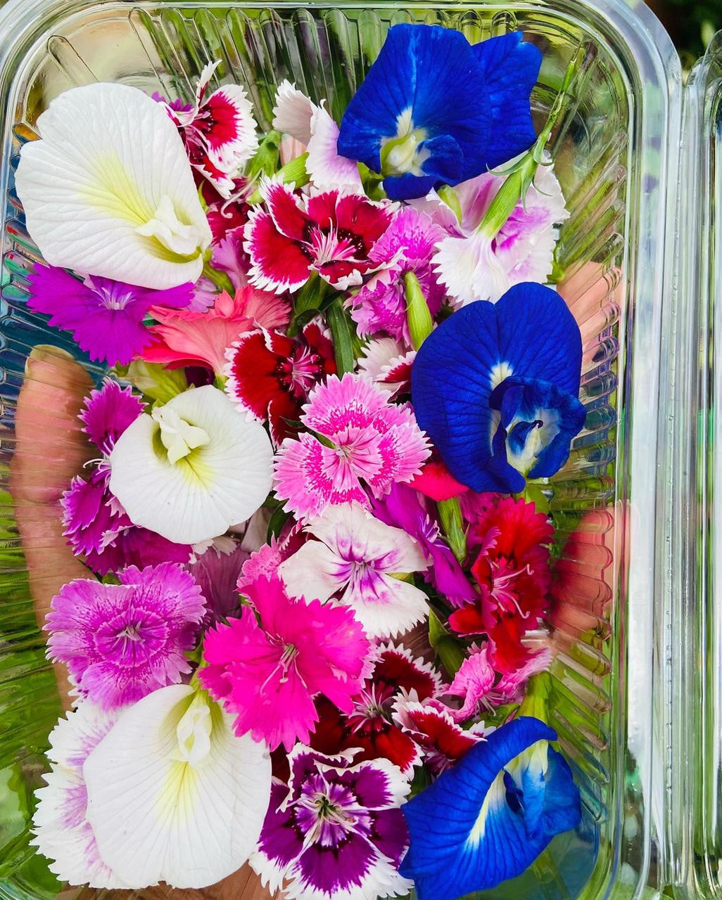 Edible Flower Mix Seeds - 16 Varieties: Marigold, Daisy, Viola, Safflower, Alyssum, Hyssop, Hollyhock, Cornflower, Sweet William, Nasturtium, Basil & More