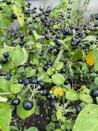 Garden Huckleberry (Ground Cherry) Solanum Melanocerasum Berry Fruit Bush Seeds