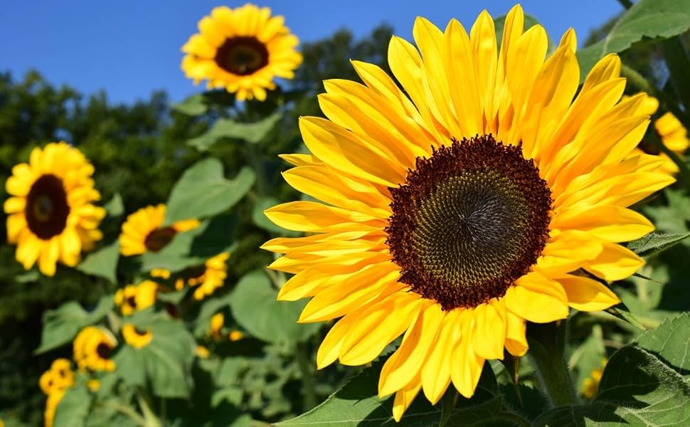 Evening Colors Sunflower Seeds