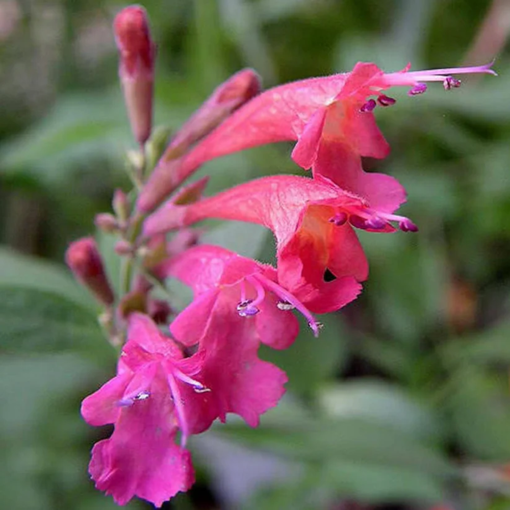 Agastache Heather Queen Flower Seeds