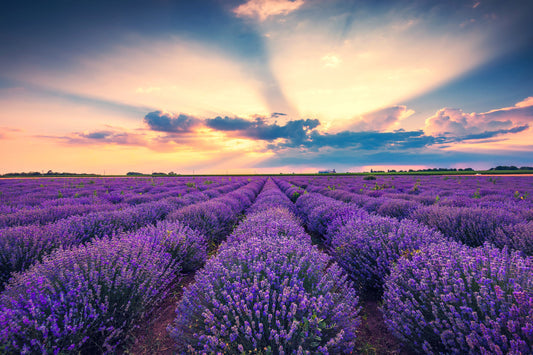 lavender vera plant True English Lavender Vera Lavandula Angustifolia Vera Herb Purple Flower  Seeds Organic Garden Seeds – Pure Asia Seeds