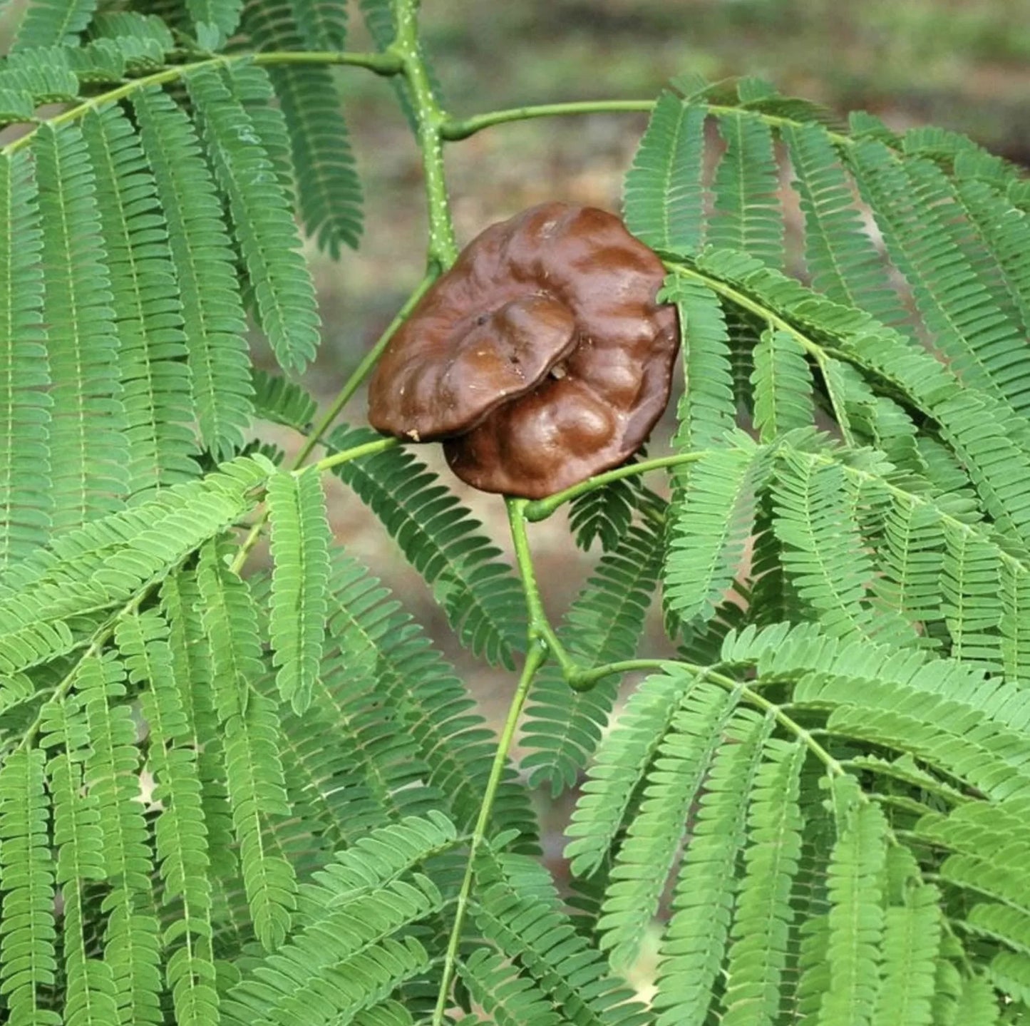 Enterolobium Cyclocarpum Plant Seeds