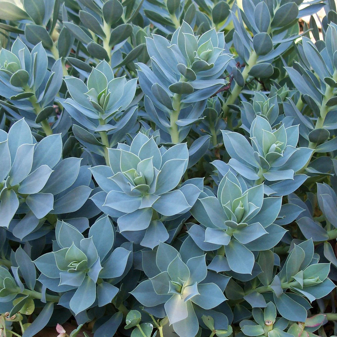 Euphorbia Myrsinites Herb Seeds