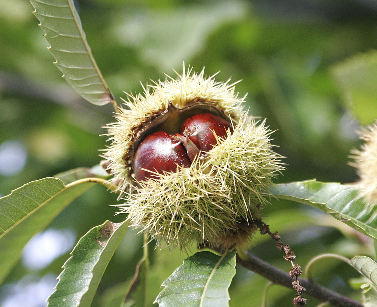 Süße Samen der Edelkastanie - Castanea sativa