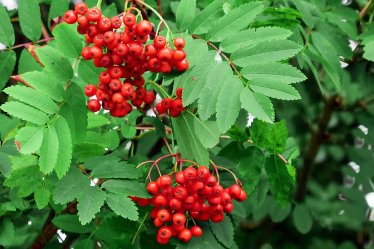 Rowan Mountain Ash Tree Seeds