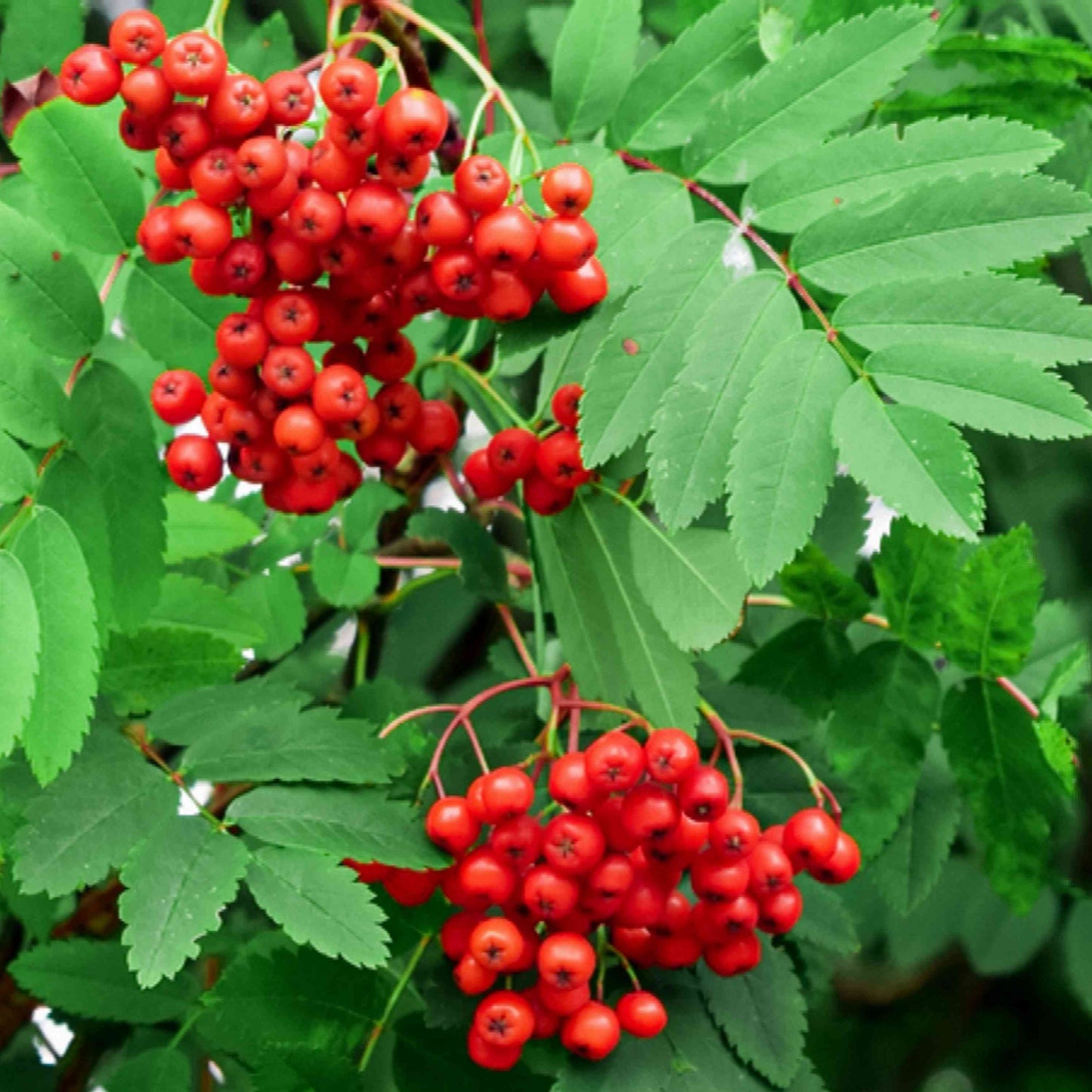 Rowan Mountain Ash Tree Seeds for Planting – Heirloom, Non-GMO, Drought-Tolerant, Perennial