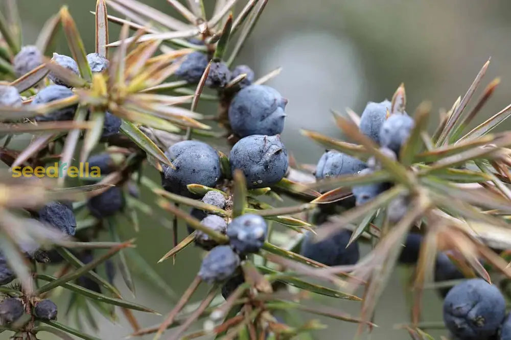 Juniperus Fruit Planting Seeds for Garden - Grow Hardy Evergreen Shrub with Aromatic Berries, Perfect for Spring or Fall Planting