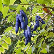 Blue Sausage Fruit (Decaisnea fargesii) Edible & Ornamental Tree Shrub Seeds