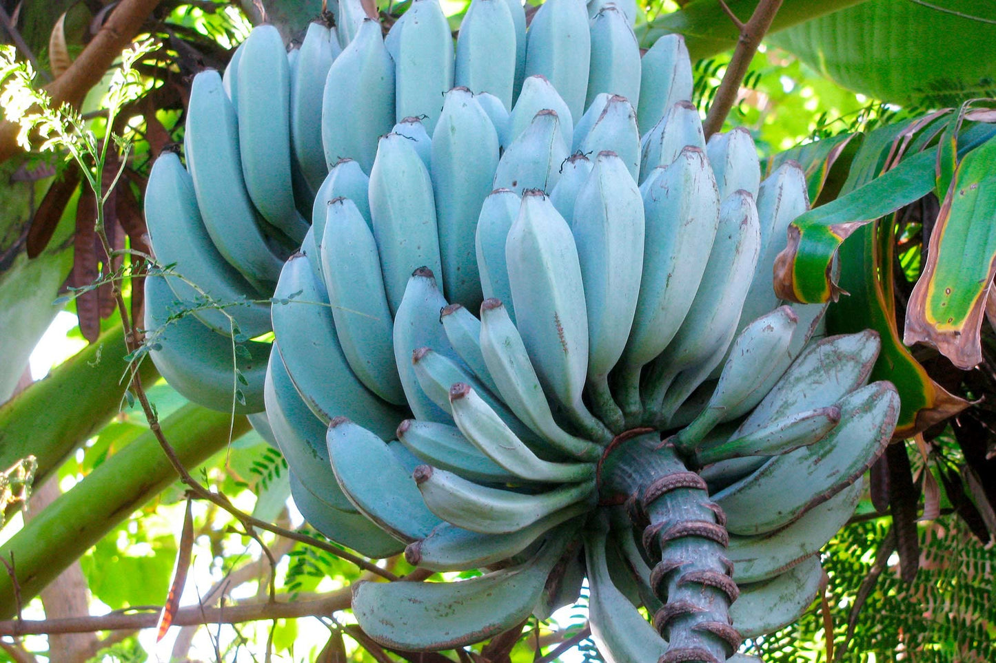 Blue Java Banana Fruit Seeds for Planting