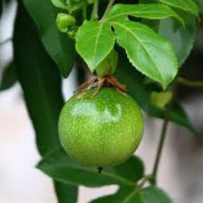 Passion Fruit Seeds for Planting - Cultivate Exotic Green Passion Fruits