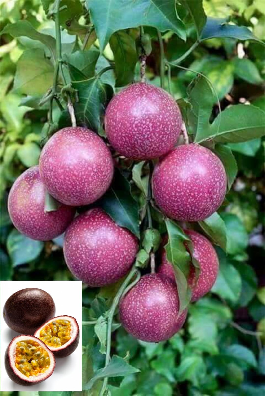 Passion Fruit Seeds for Planting - Exotic Purple & Pink Varieties