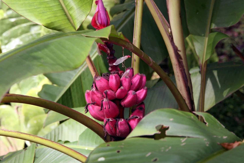 Dark Pink Banana Seeds for Planting - Grow Delicious Fruits