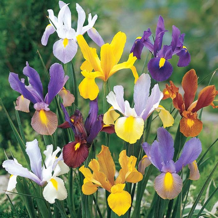 Dutch Iris Flower Seeds for Planting – Heirloom, Non-GMO, Easy to Grow, Perennial
