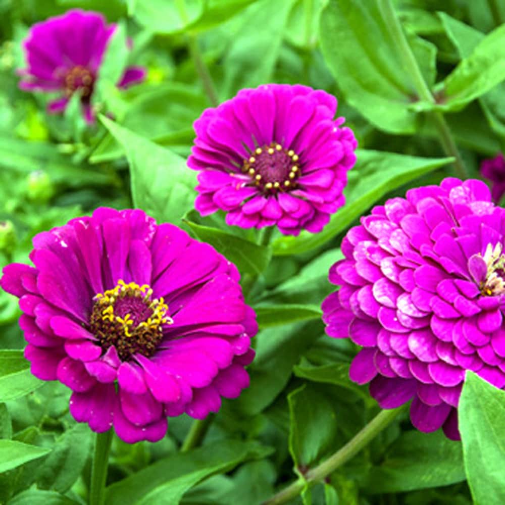 Semi di fiore Zinnia viola