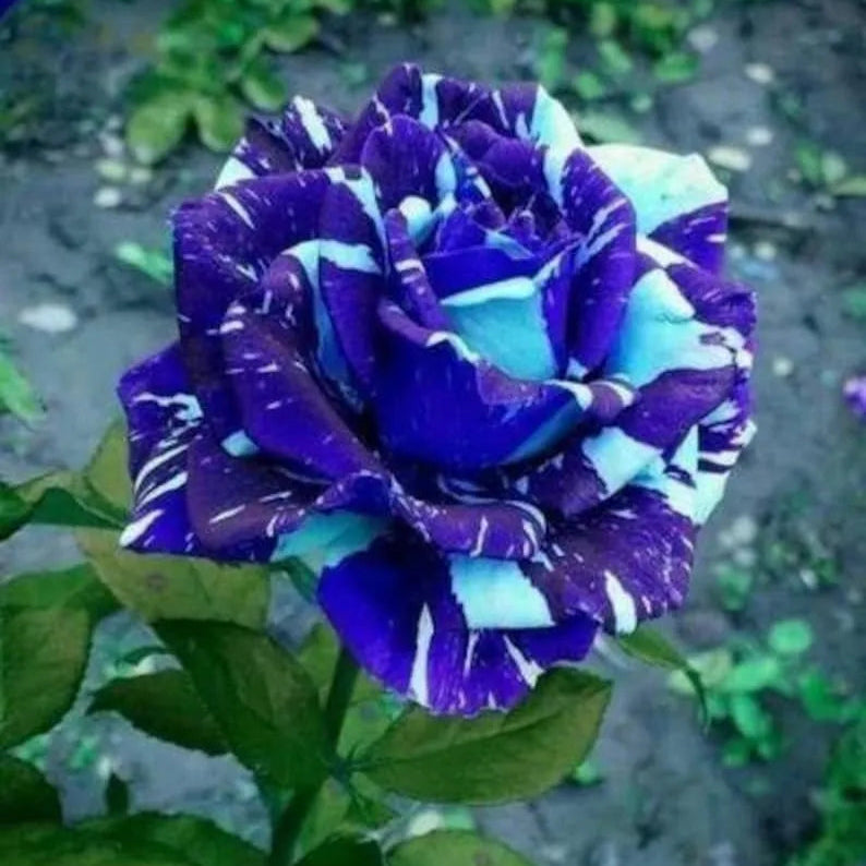Dragon Rose Bush Flower Seeds