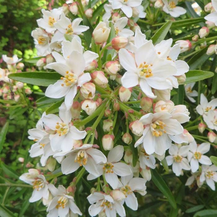 Aztec Pearl Flower seeds for Planting Pollinator Friendly Heirloom & GMO Free Seeds for Home Garden
Sale seeds for home garden planting