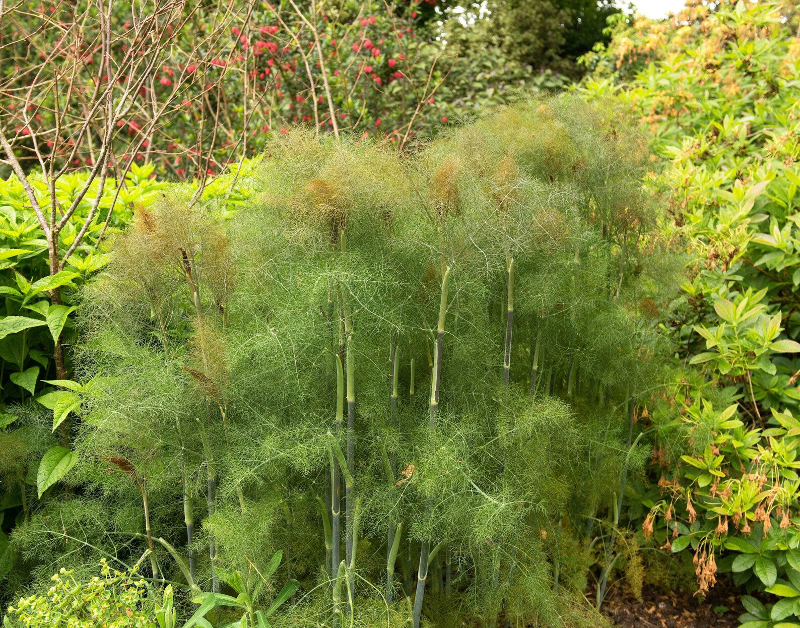 fennel seeds garden Bronze Fennel Foeniculum Vulgare 'Purpureum' Seeds Organic Garden Seeds –  Pure Asia Seeds