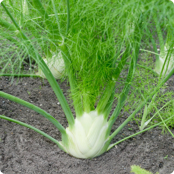 fennel seeds for garden Fennel Seeds Florence Foeniculum Vulgare Var. Azoricum Organic Garden Seeds – Pure Asia Seeds