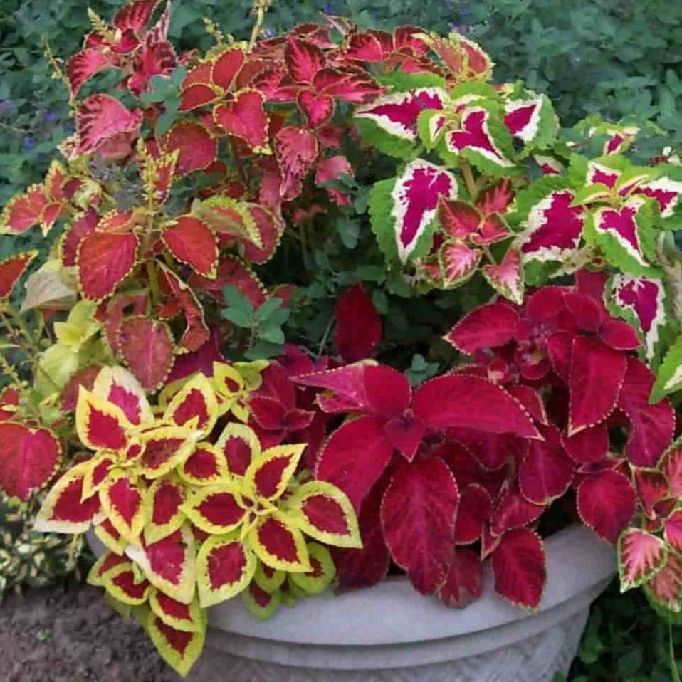 Coleus Plant Seeds