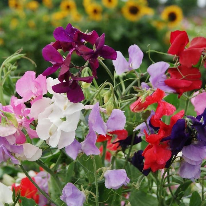 Lathydorus Odoratus Flower seeds for Planting Drought Tolerant Heirloom & GMO Free Seeds for Home Garden
Sale for planting in home garden