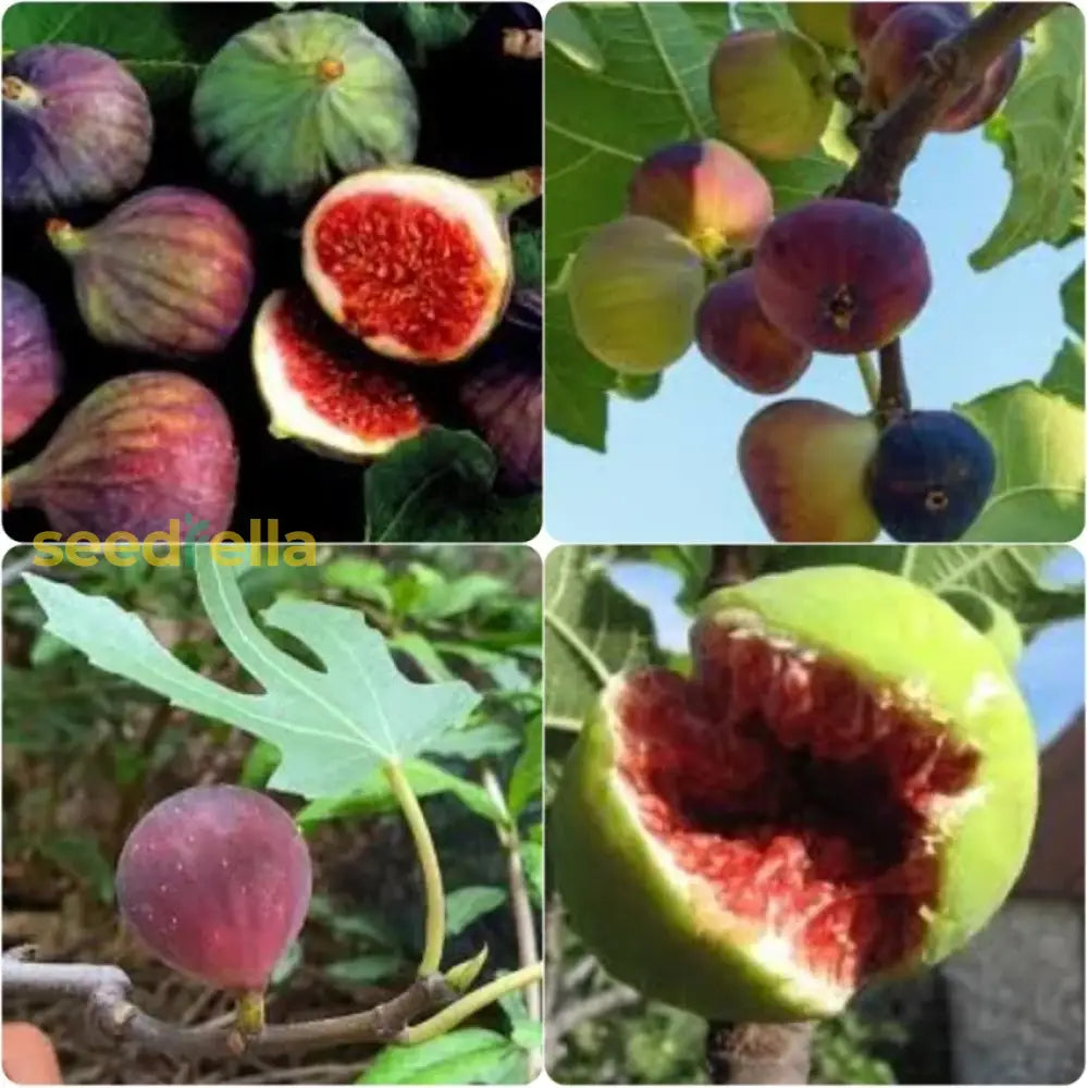 Mixed Fig Seeds for Planting - Grow Delicious Figs at Home