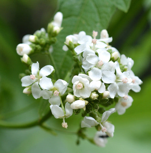 Glade Mallow Flower seeds for Planting Long Bloom Season Heirloom & GMO Free Seeds for Home Garden
