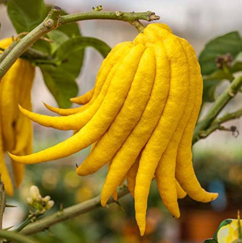 Yellow Finger-Citron Fruit Seeds Planting