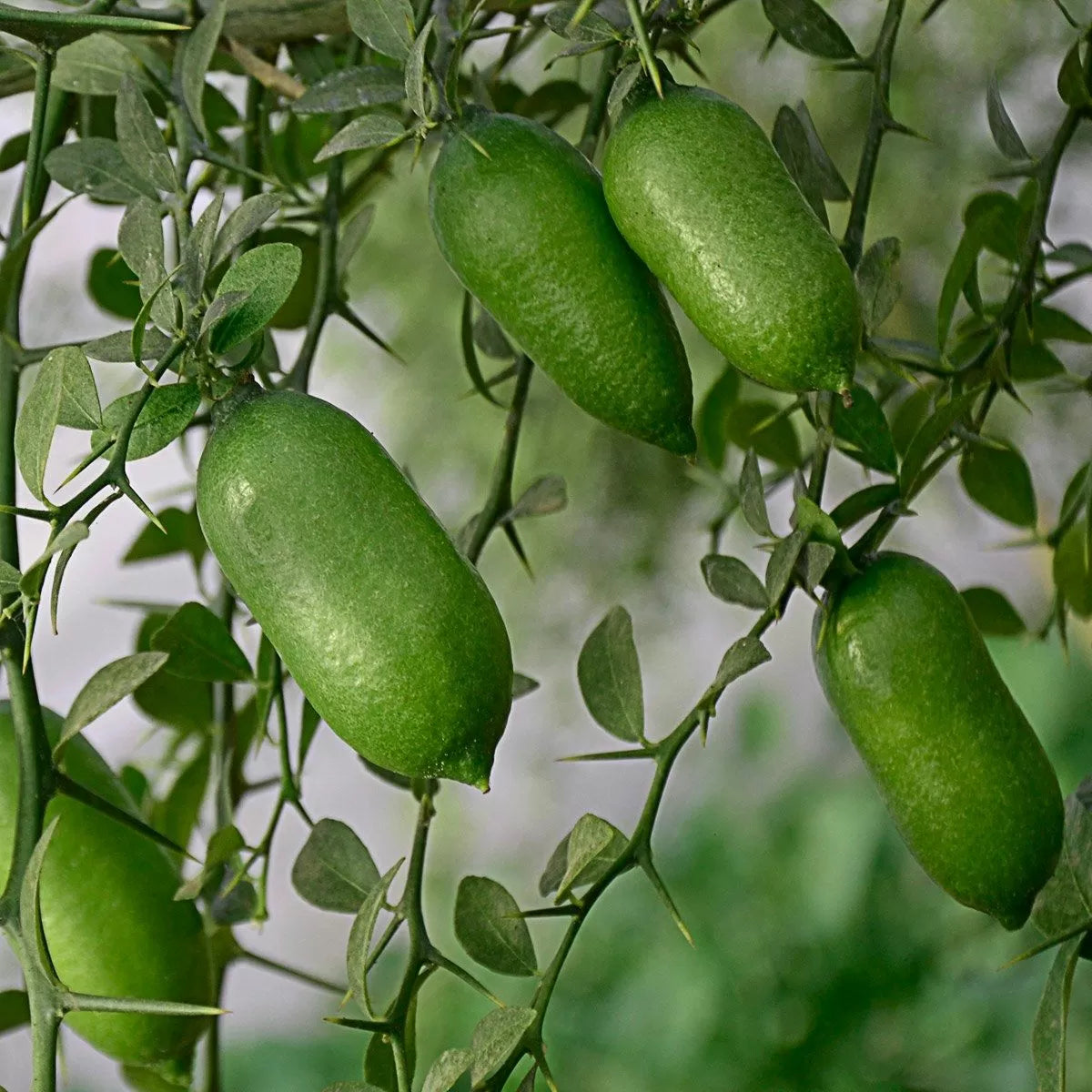 Finger Lime Fruit Seeds
