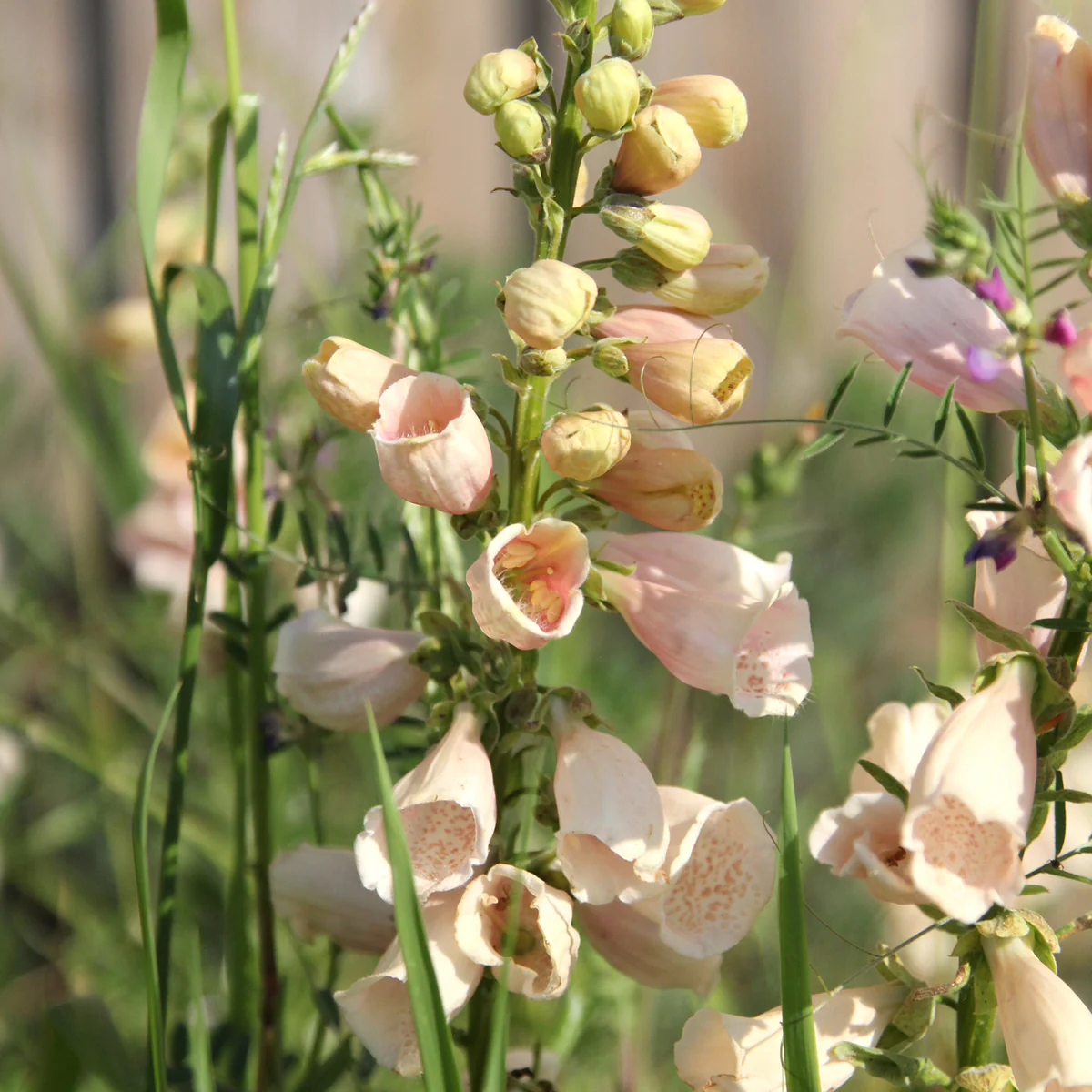 Peach Foxglove Flower Seeds