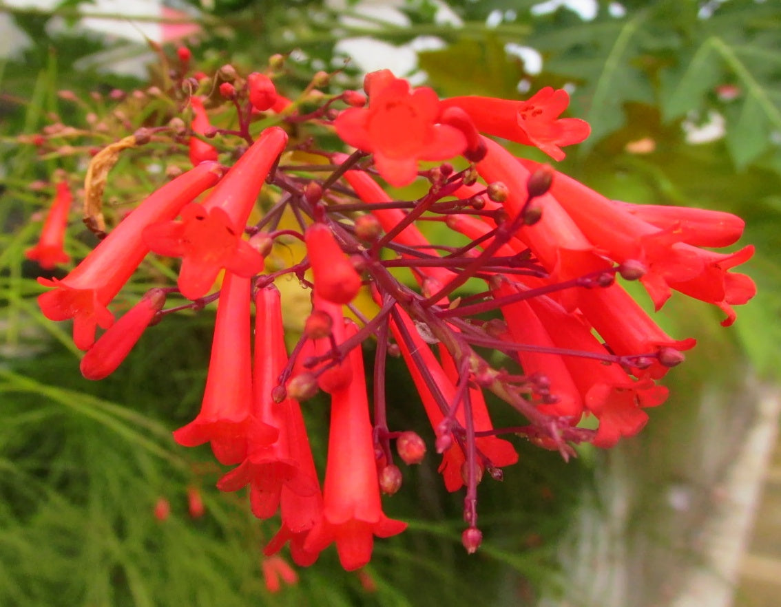 Russelia Flower seeds for Planting Sun Loving Heirloom & GMO Free Seeds for Home Garden
Sale for planting in home garden