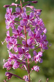 Fireweed / Rosebay (Great Willowherb) Epilobium angustifolium Flower Seeds