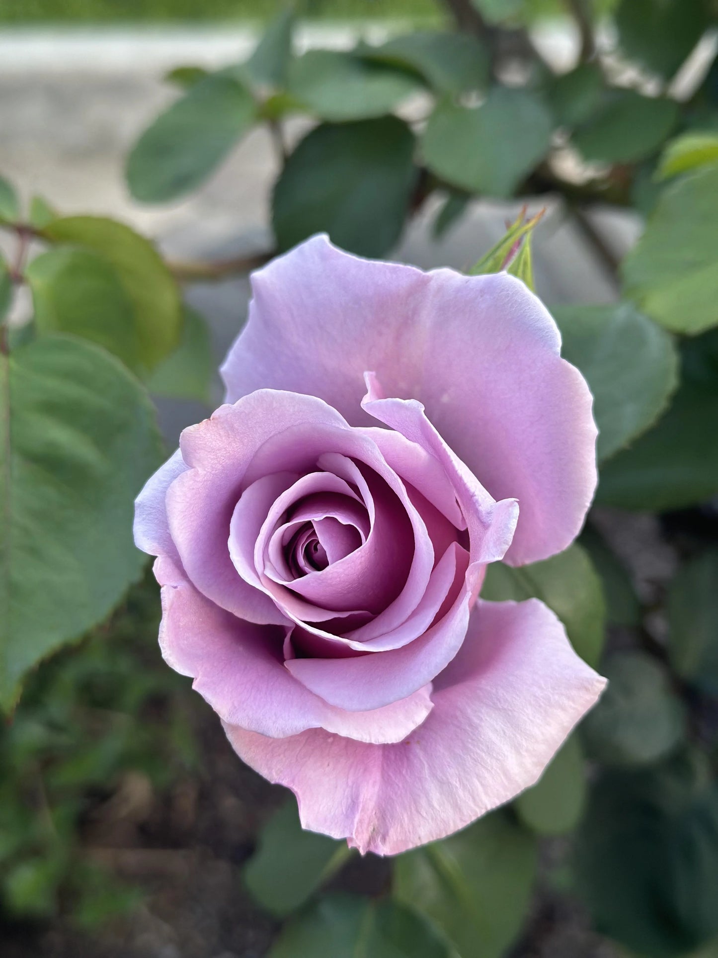 Sterling Silver Rose Flower Seeds