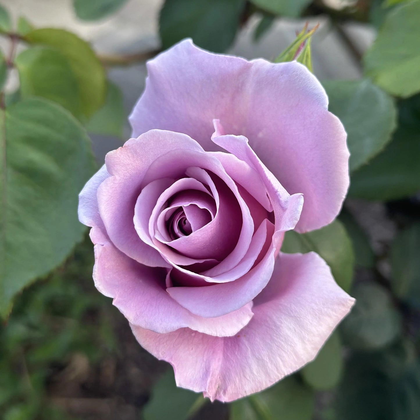 Sterling Silver Rose Flower Seeds – Heirloom, Non-GMO, Easy to Grow, Perennial