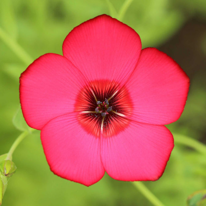 Scarlet Flax Flower seeds for Planting Long Bloom Season Heirloom & GMO Free Seeds for Home Garden
Sale for planting in home garden