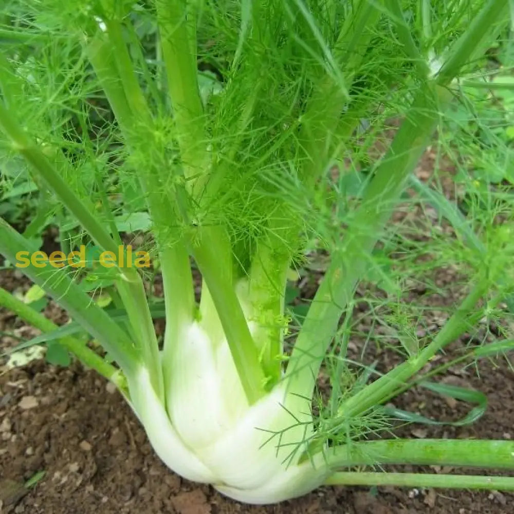 Florence Fennel Vegetable Seeds for Easy Planting