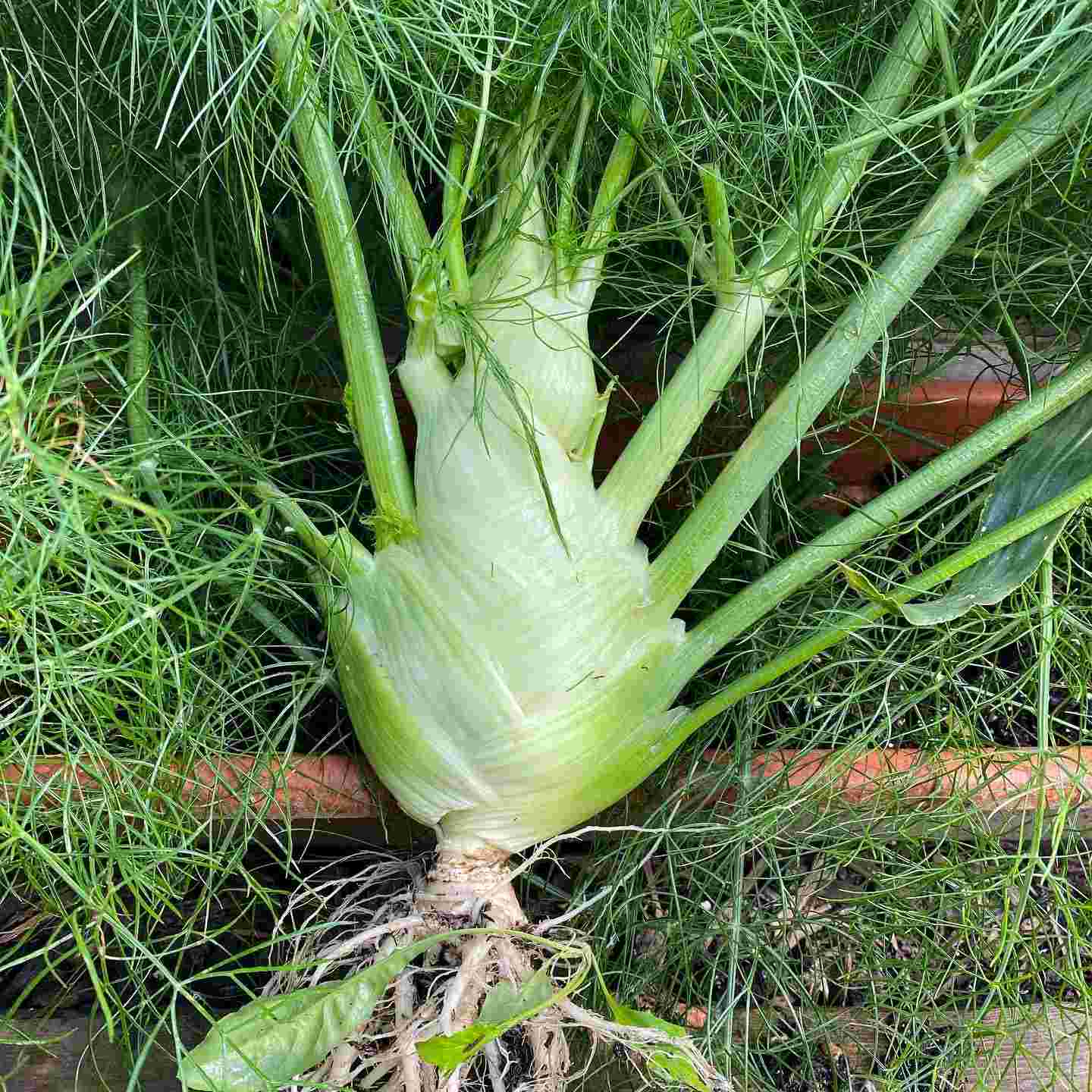 planting fennel seeds Florence Fennel Vegetable Seeds for Planting – Heirloom, Non-GMO, Easy –  Pure Asia Seeds