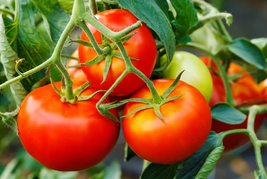 Early Goliath Tomato Vegetable Seeds