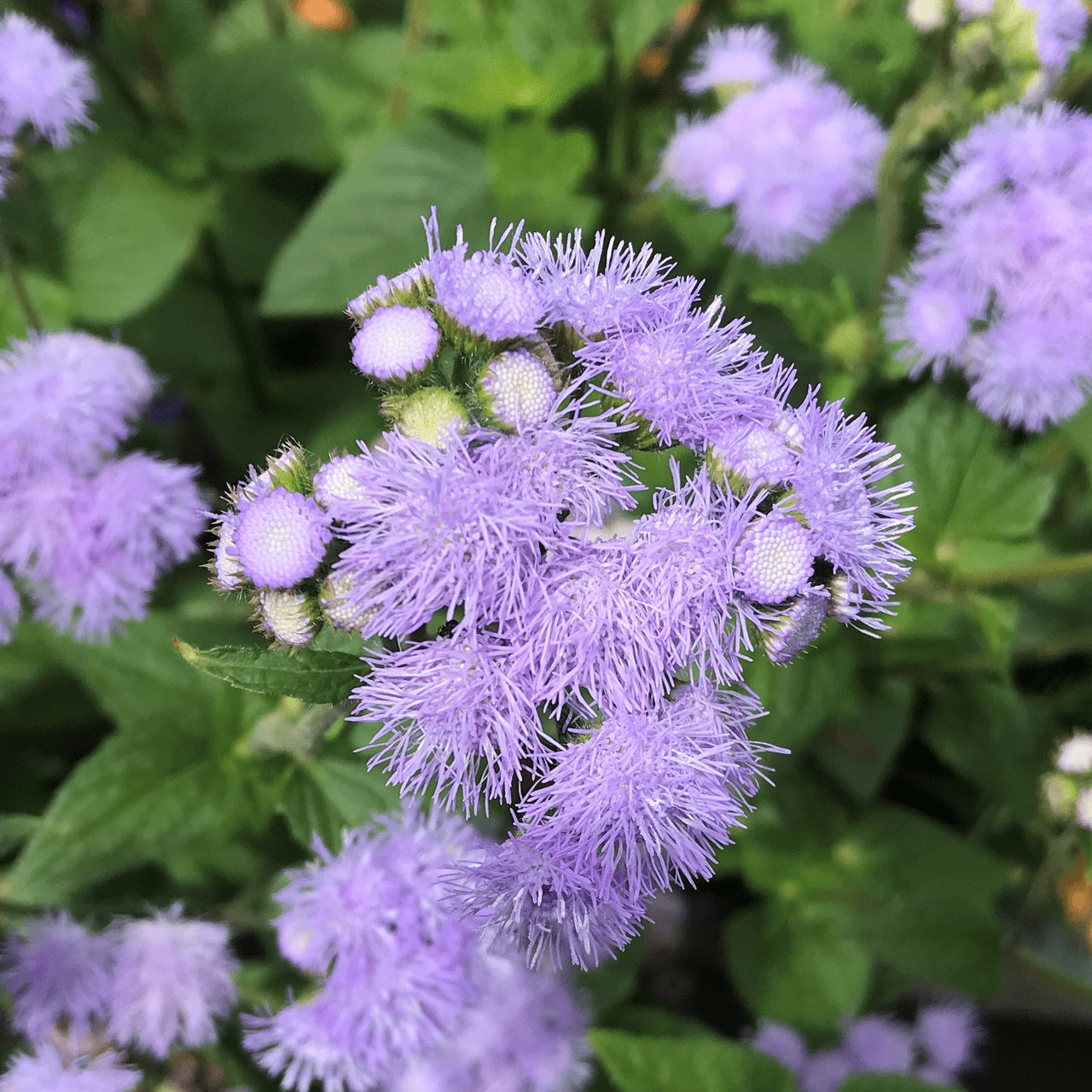 Floss Flower Seeds