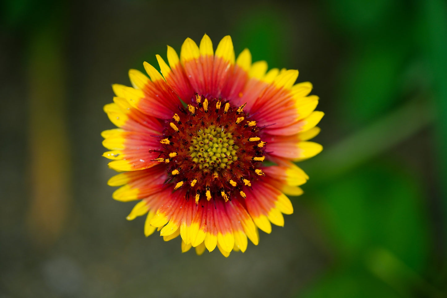 Semillas de flores de manta
