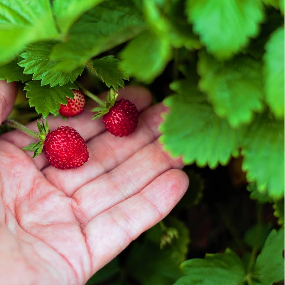 Rügen Strawberry Everbearing Alpine (Fragaria vesca) Red Berry Fruit, White Flower Seeds